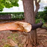 5 Signs Your Tree Might Be Dangerous